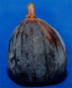 Organic fig